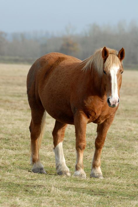 Obese horse