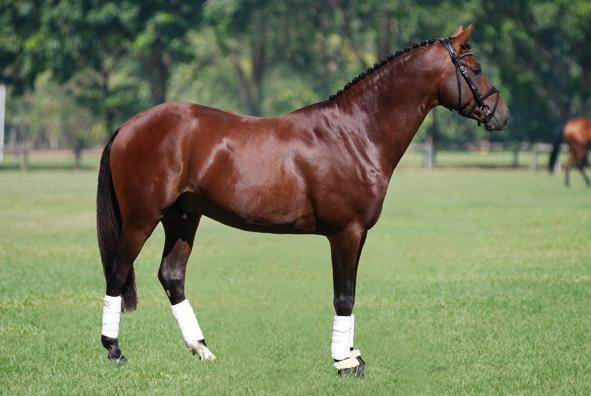 art-all about protein - Horse with great topline